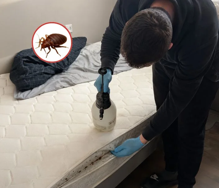 Technicien traitant un matelas contre les punaises de lit à Montigny-Lencoup